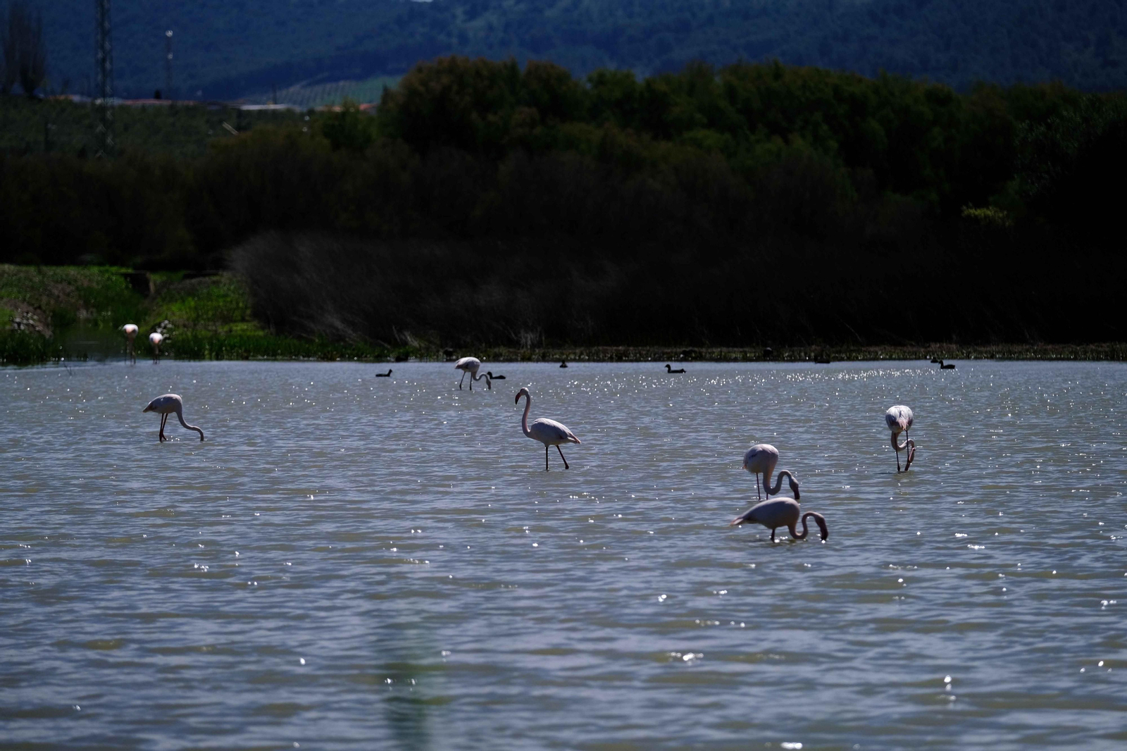 Miles de flamencos llegan a Fuente de Piedra tras las lluvias, en fotos.