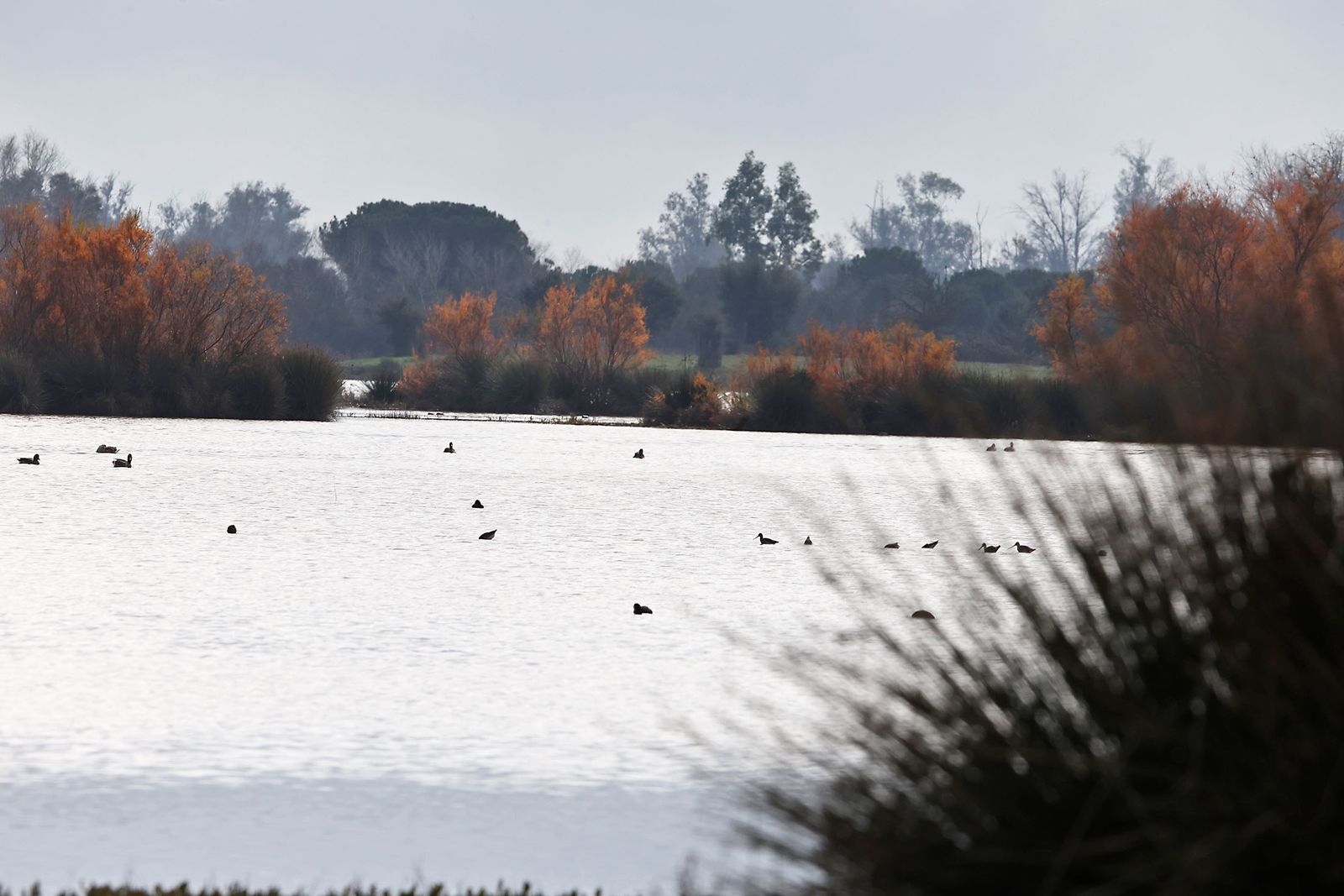 Estado actual en el que se encuentran las Marismas del Rocío tras las últimas lluvias