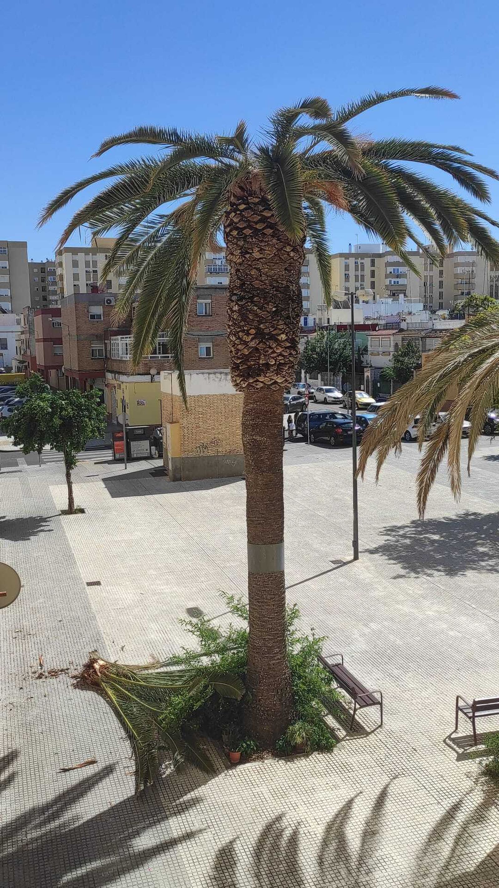 Una de las palmeras afectadas, de la que se cayeron varias ramas el sábado.