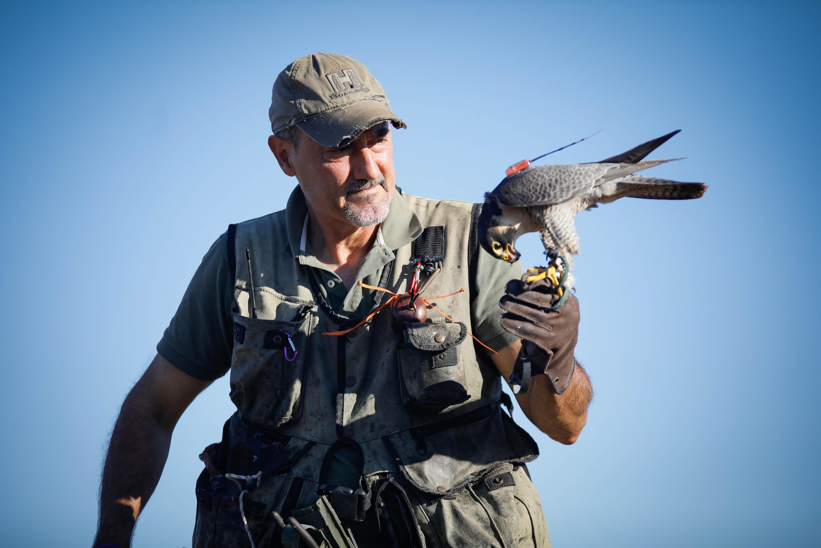 Javier Rodríguez de la Fuente con uno de sus halcones.