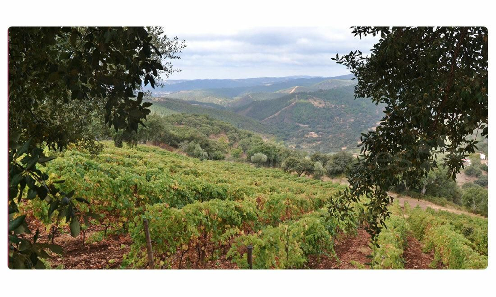 Algunas de las viñas de la Bodega y Viñedos Cerro San Cristóbal.