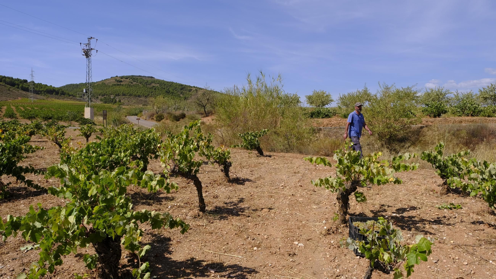 La vendimia en la Bodega Cortijo del Cura de Laujar, en imágenes
