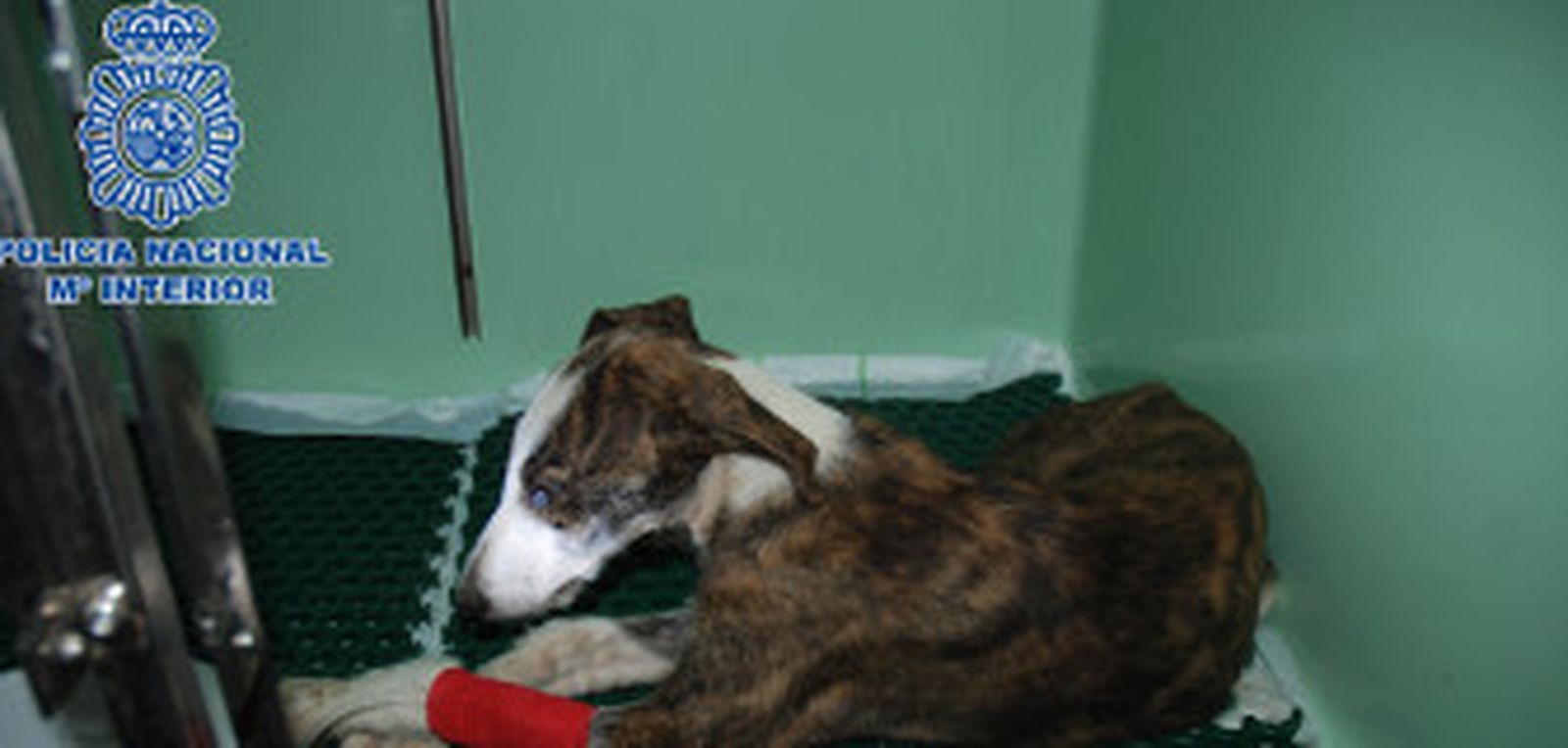 La Policía Nacional detiene en El Ejido a una persona por maltratar a un perro de tres meses