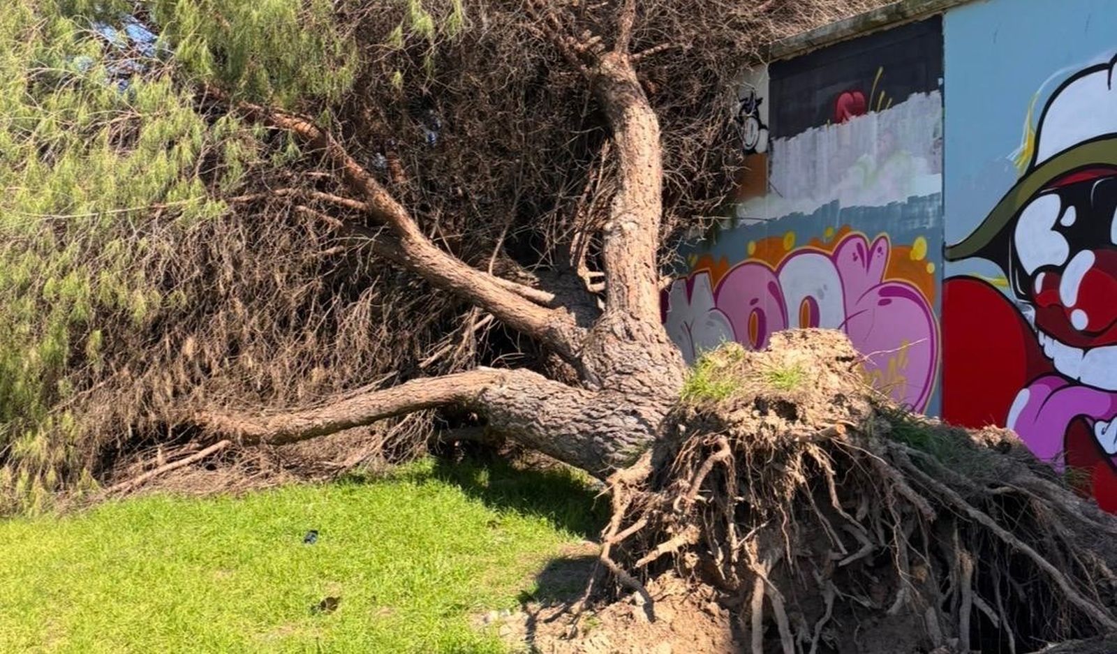 Un árbol sacado de cuajo del terreno en el Paseo Juan Carlos I