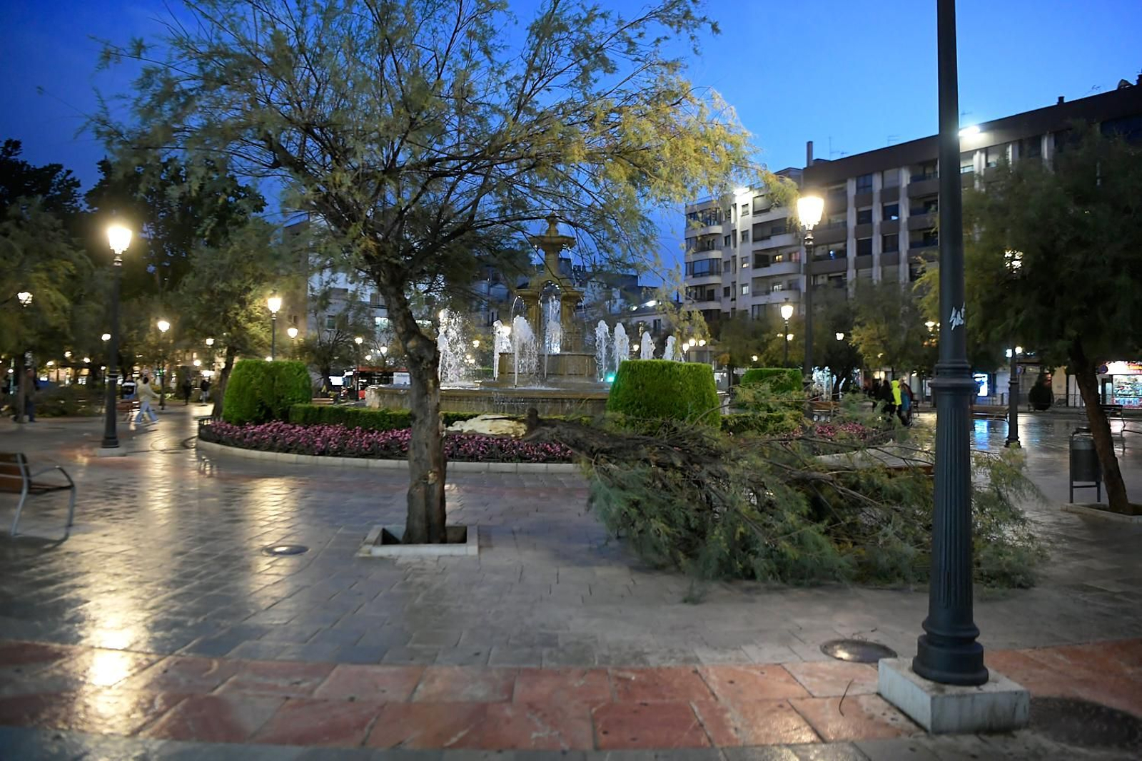 Imagen de archivo de un árbol dañado por un reventón térmico en el centro de Granada