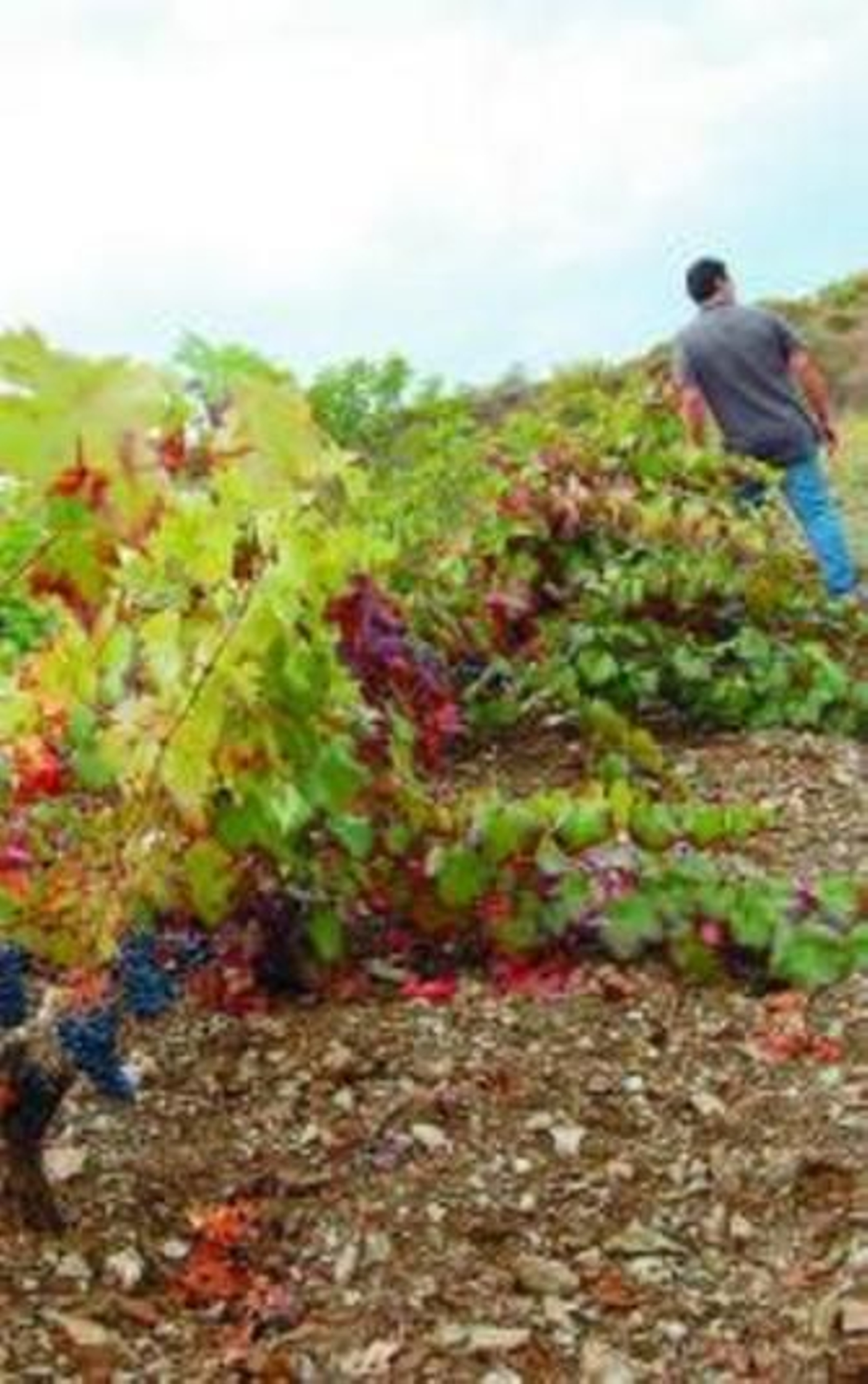 El vino se hace en las barricas y bodegas con el paso del tiempo, como en esta bodega de Barranco Oscuro.