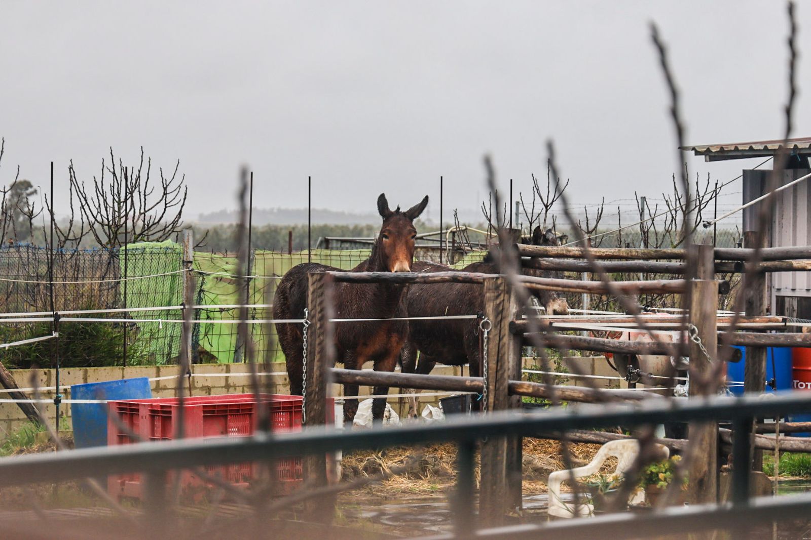 Fotografías del desalojo de familias y animales en Peguerillas por la borrasca Leonardo