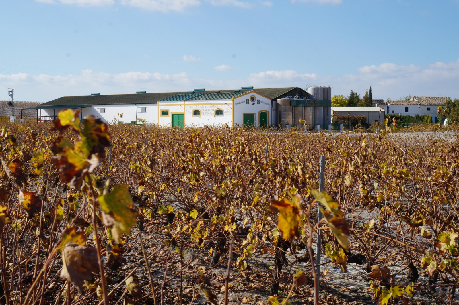 Un recorrido en fotografías por el vino nuevo de Moriles