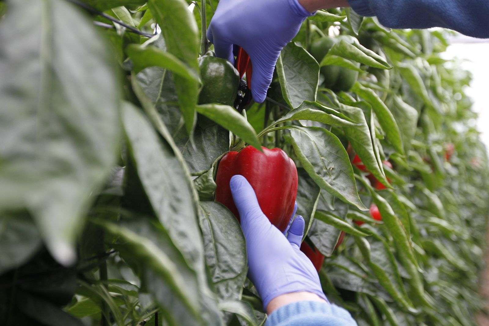 Granada se convierte en la segunda provincia andaluz que más alimentos ecológicos exporta  a Suiza