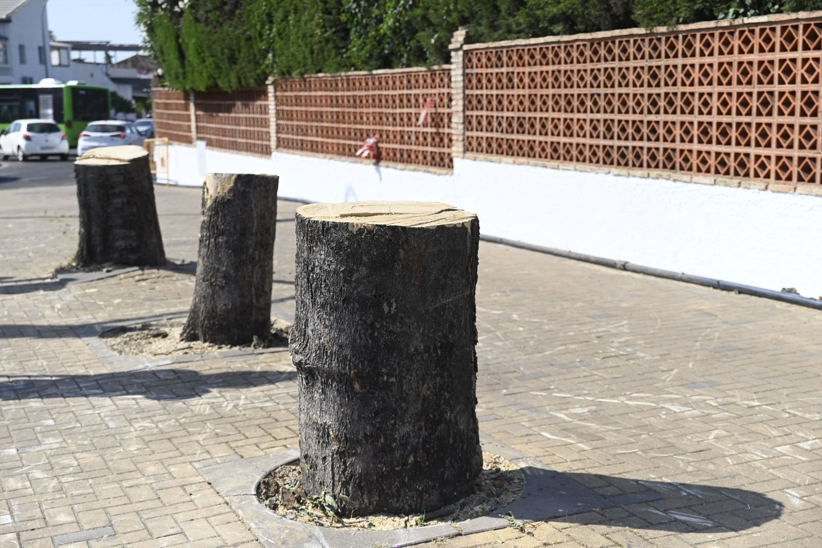 Los árboles talados en la avenida de El Brillante.