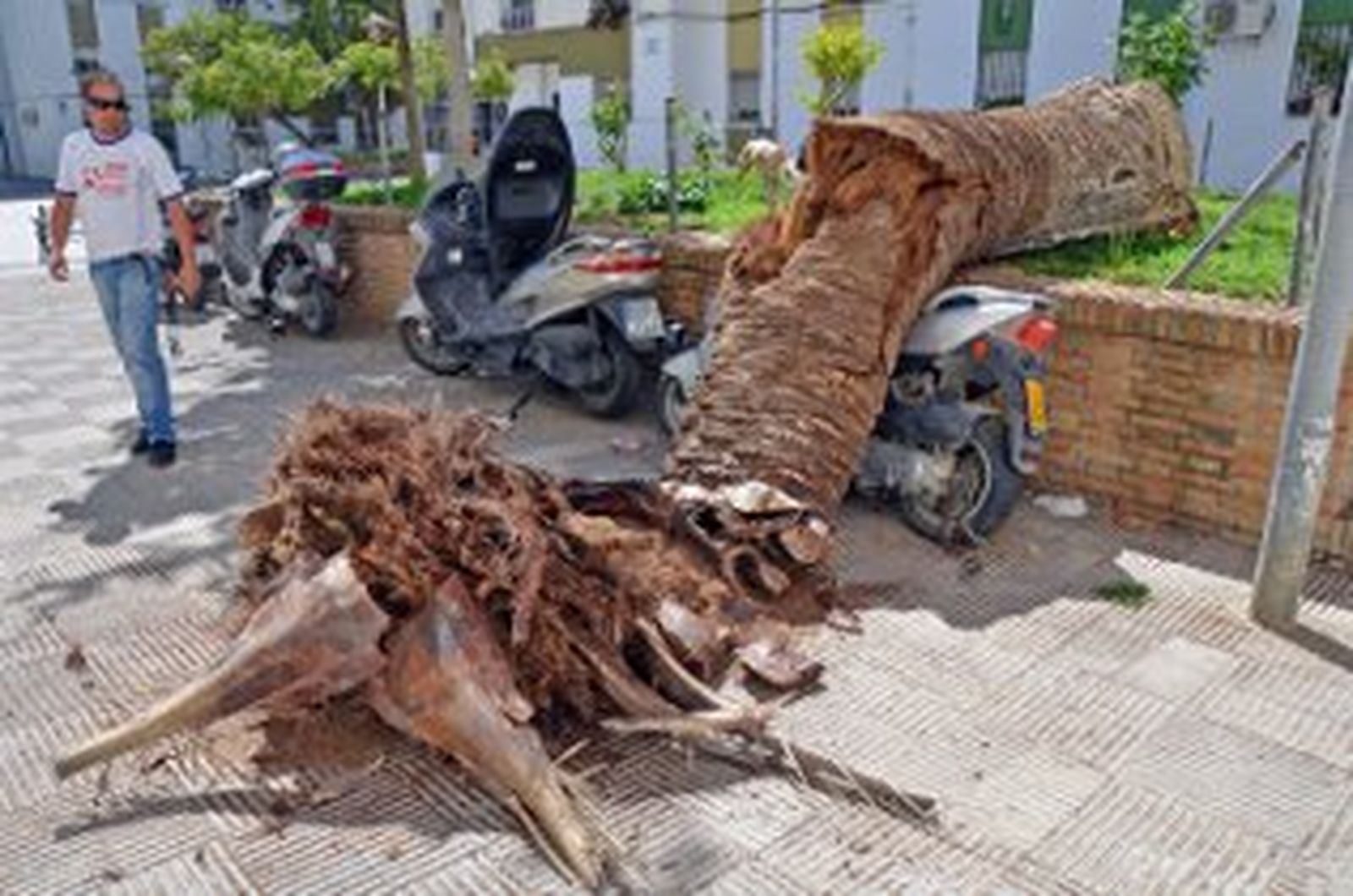 El desplome de una palmera en La Granja provoca las quejas de numerosos vecinos