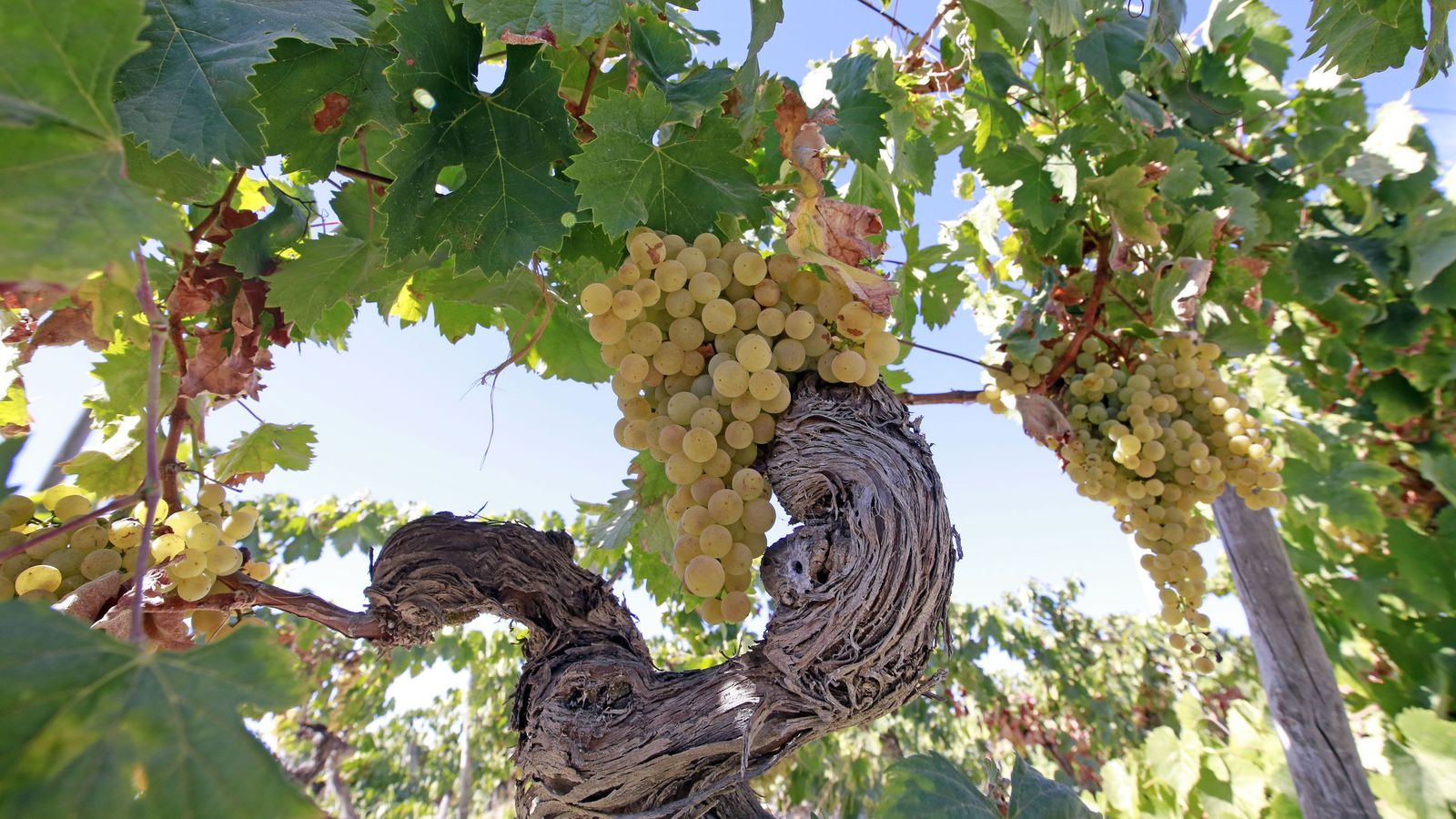 Vendimia y pisa de la uva tradicional en Viña El Corregidor de Bodegas Luis Pérez