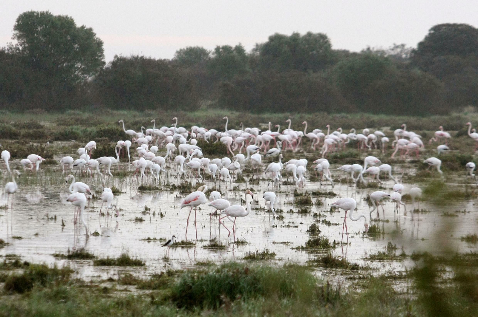 Flamencos en una laguna del Parque Nacional de Doñana.