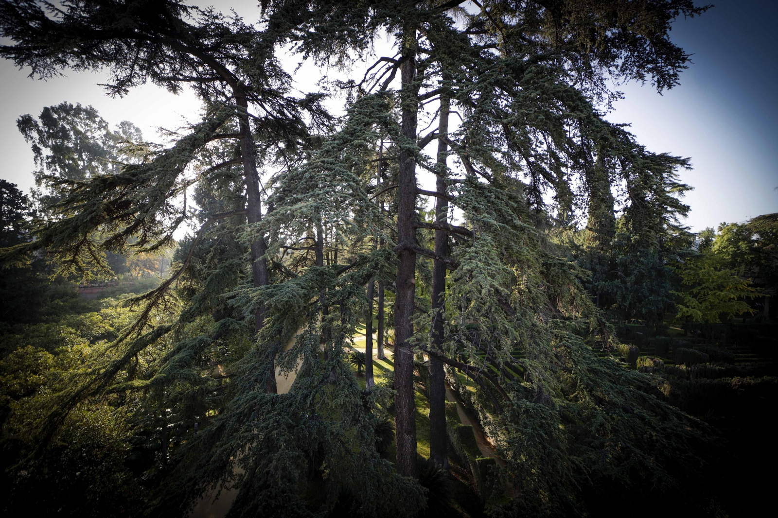Arboles singulares del Alcazar