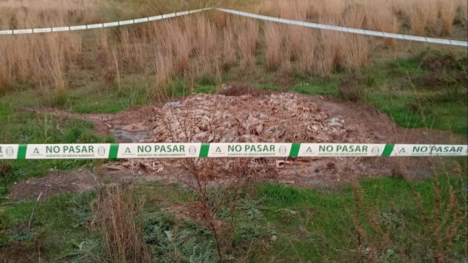 Aves muertas en unos terrenos de Alcalá de Guadaíra.