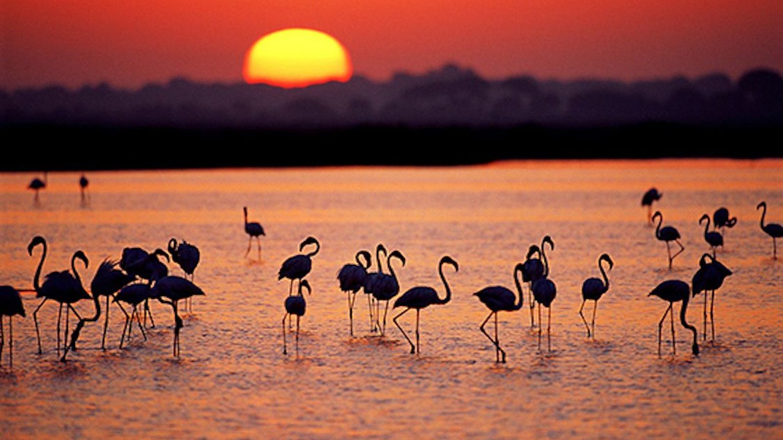 Las marismas del Parque Nacional de Doñana al atardecer, uno de los humedales más importantes de Europa y enclave clave para la biodiversidad.
