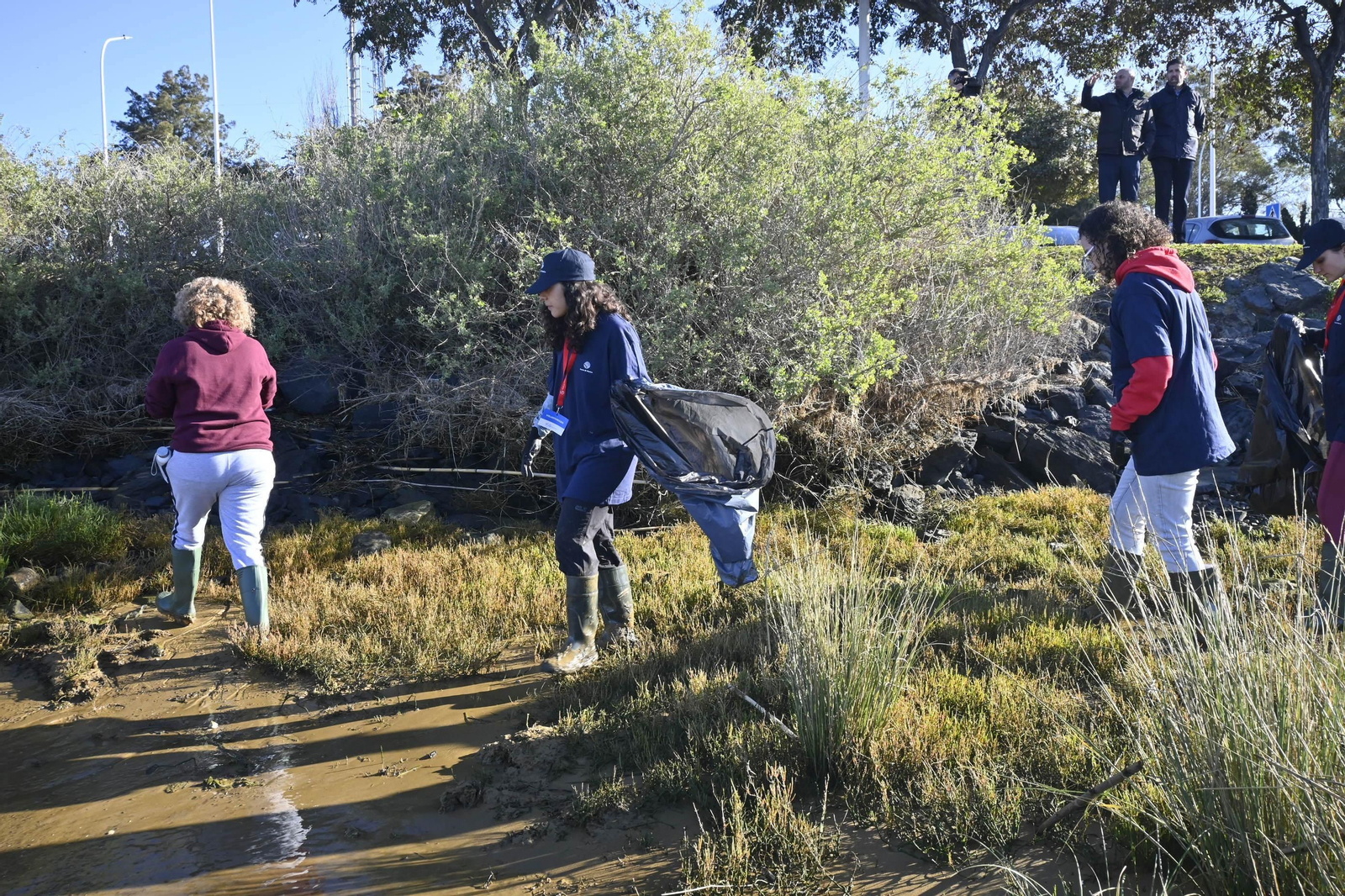Plantación de la especie autóctona Espartina Marítima en imágenes