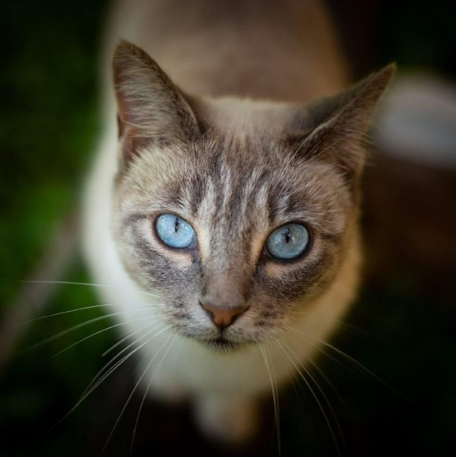 Imagen cedida por Pacma de la gata Elsa, asesinada en la Laguna de Torrox de Jerez