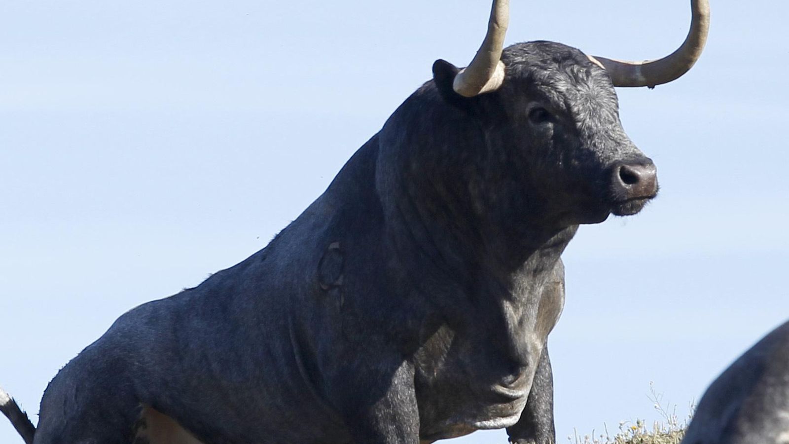 La Quinta es de las pocas ganaderías que conservan el encaste San Coloma-Buendía.