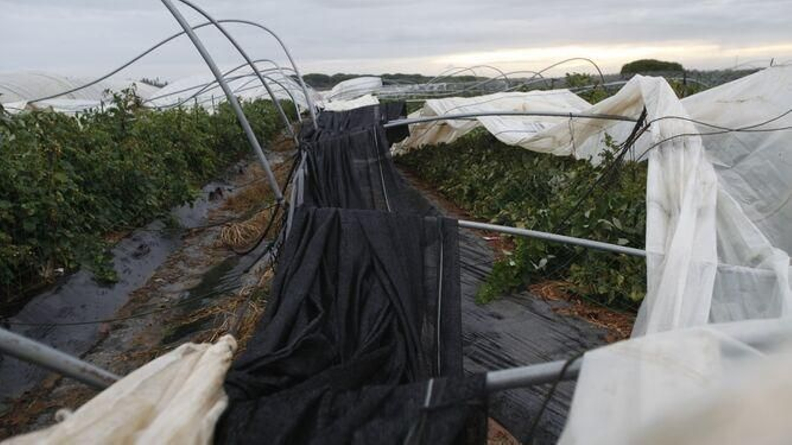 Daños en invernaderos producidos por el temporal. Daños en invernaderos producidos por el temporal.