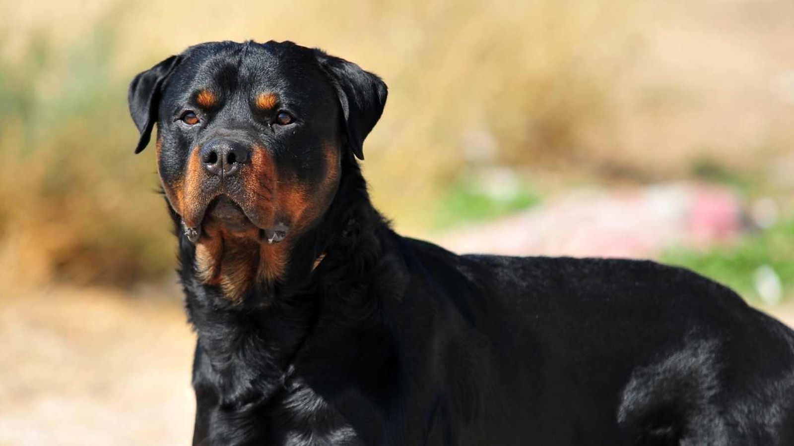 Un rottweiler mata a una empresaria italiana tras un brutal ataque