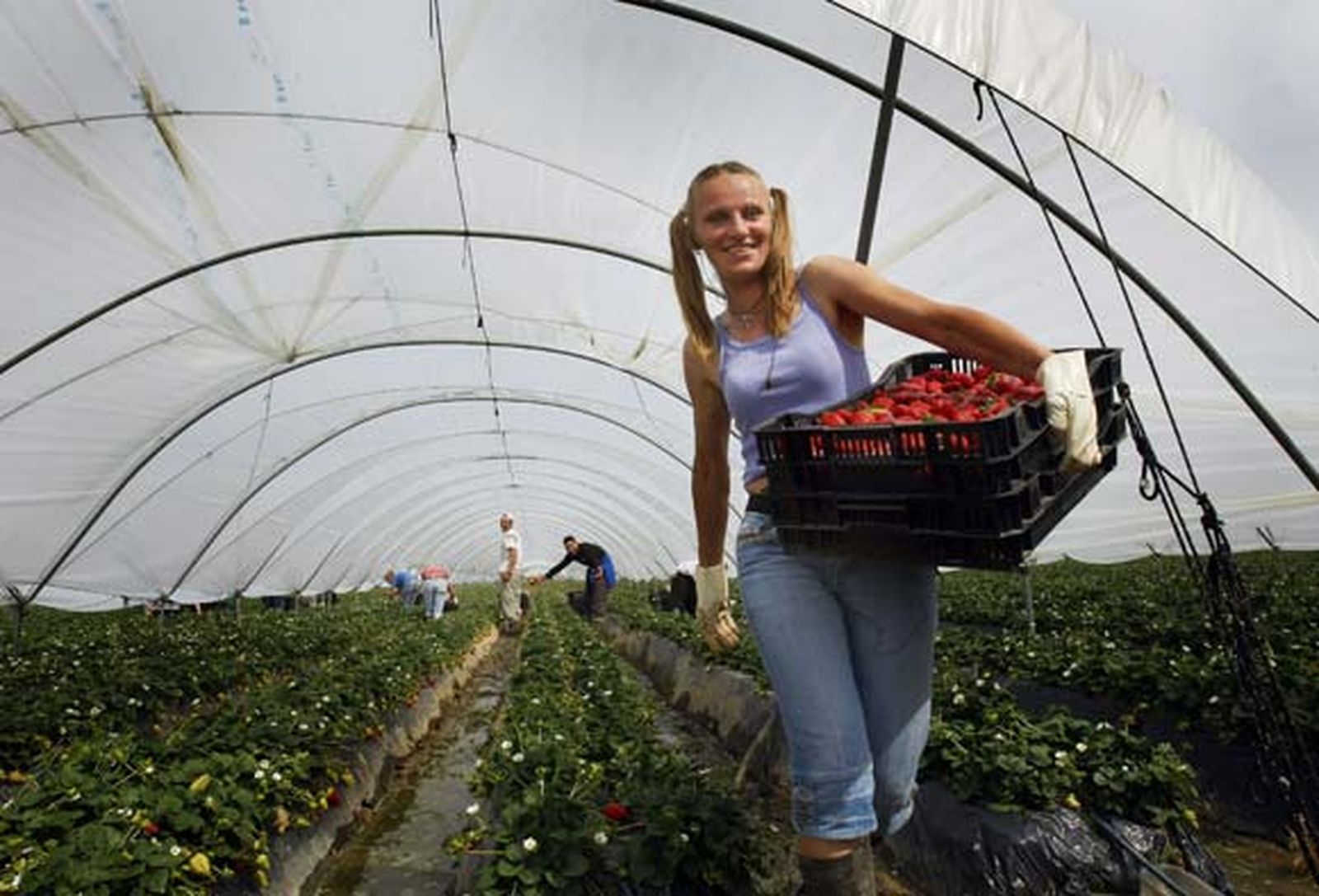 Entre Mazagón y Palos se extiende un mar blanco que oculta los campos de fresa, que oculta el lugar de ninguna parte de los africanos derrotados

Foto: Fito Carreto