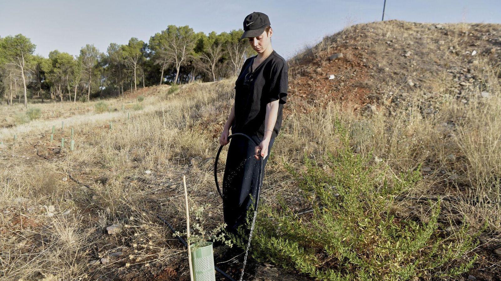 Una voluntaria riega uno de los esquejes replantados Una voluntaria riega uno de los esquejes replantados
