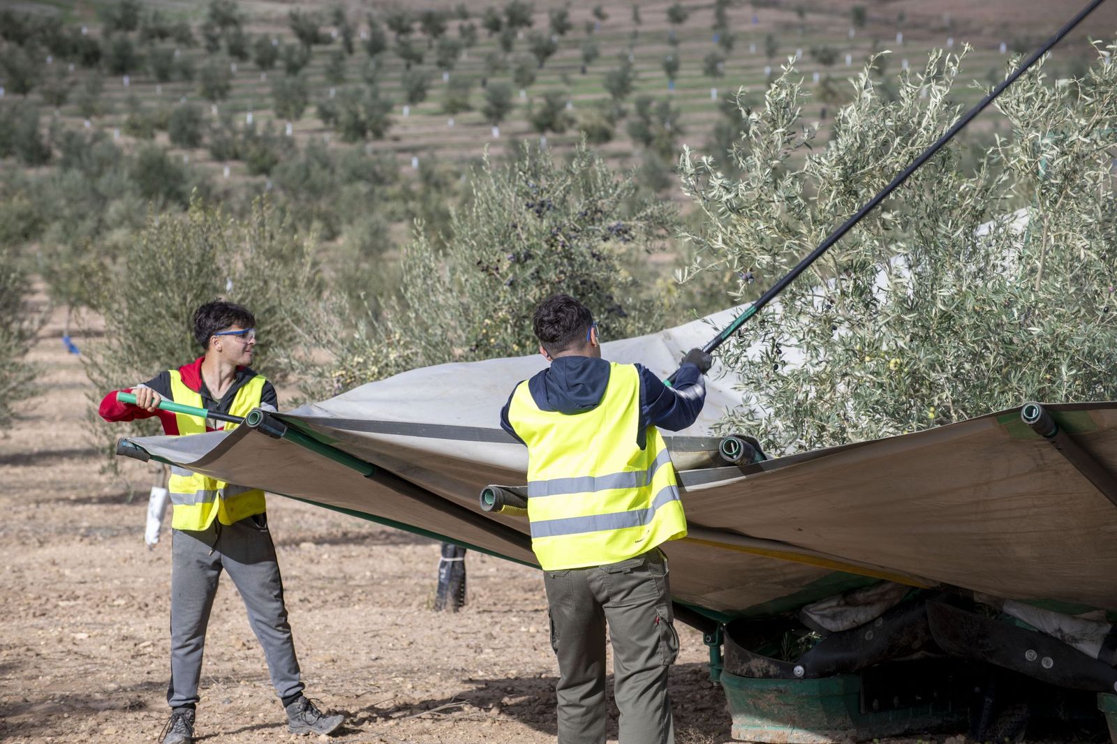 Trabajadores durante la recolección del olivar