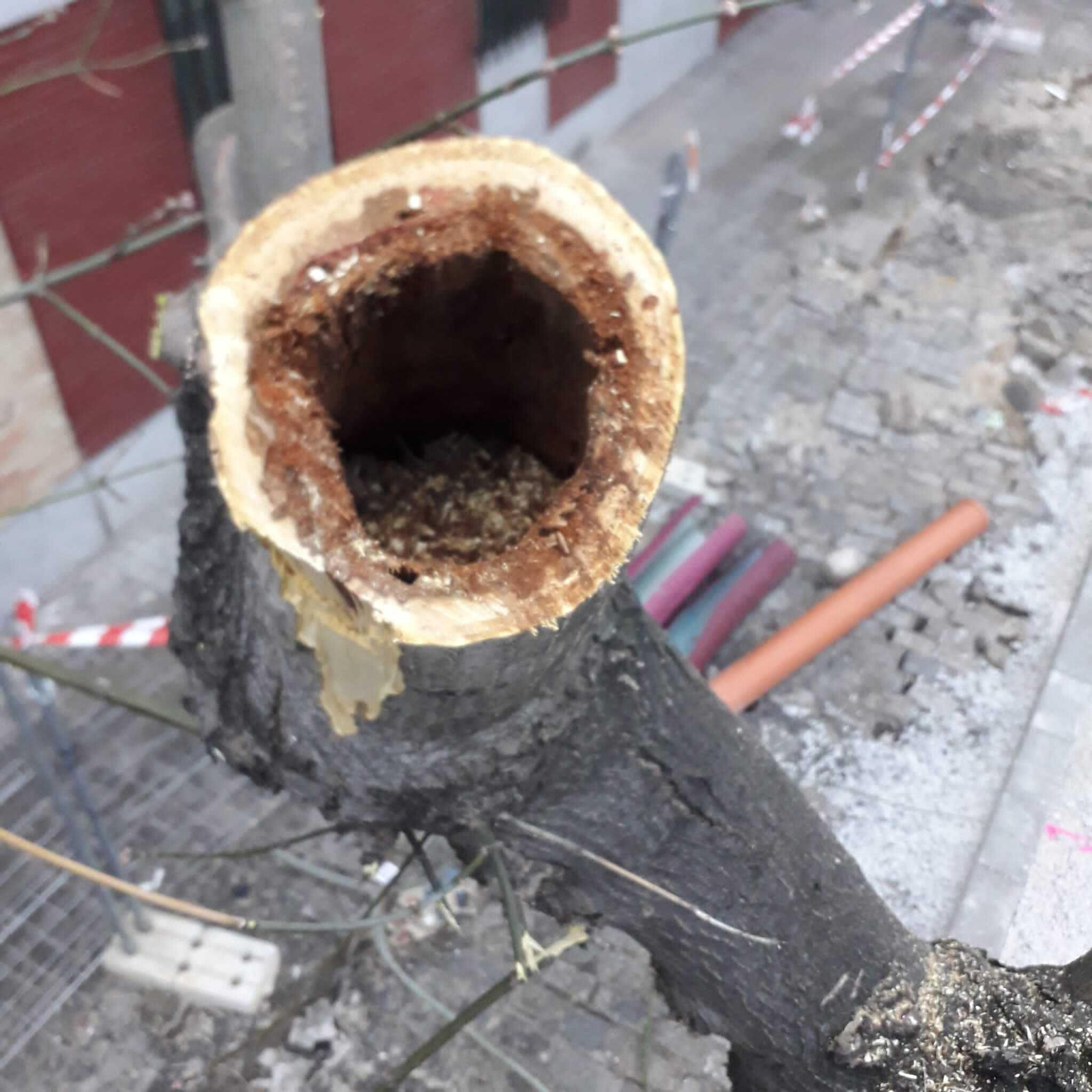 Estado de uno de los árboles talados en Doctor Fedriani.