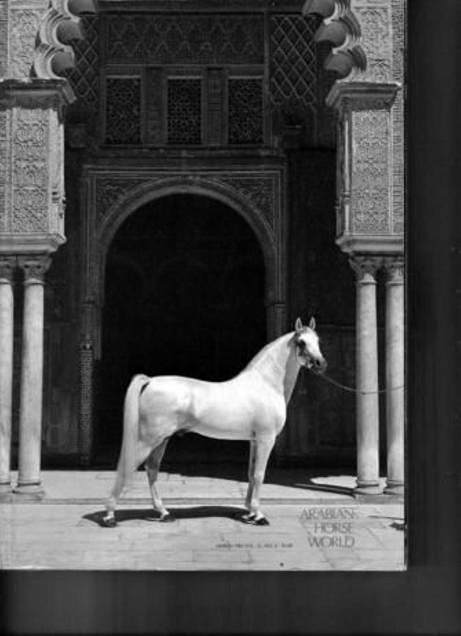 Foto de 'Jacio', nacido en 1968 en la Yeguada MIlitar.