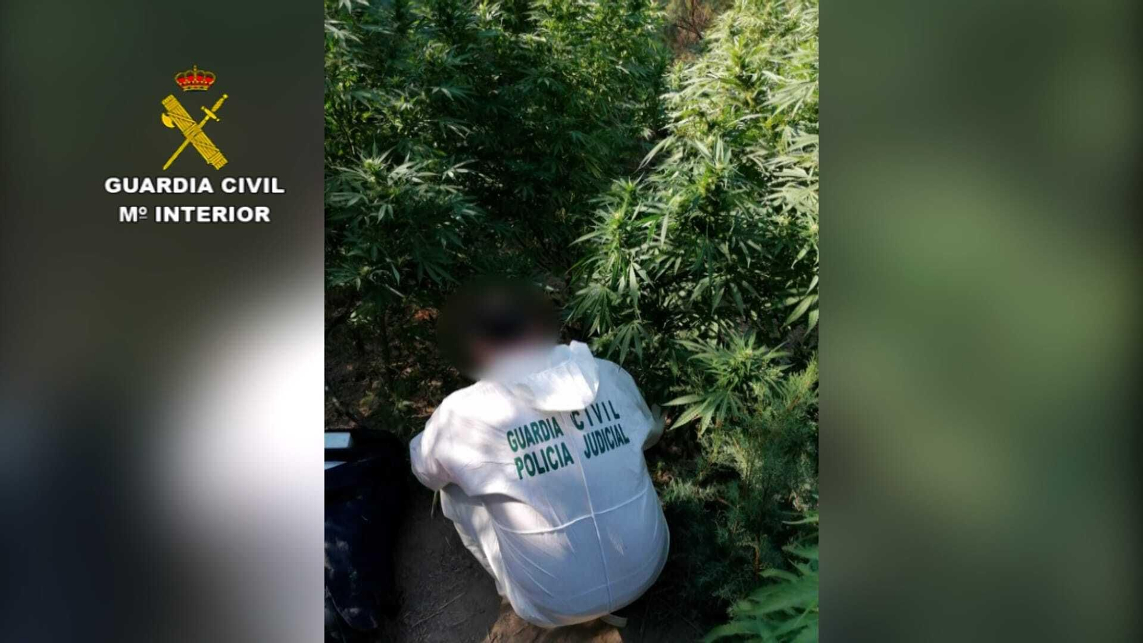 Imágenes de la actuación de la Guardia Civil en el Coto de Bornos