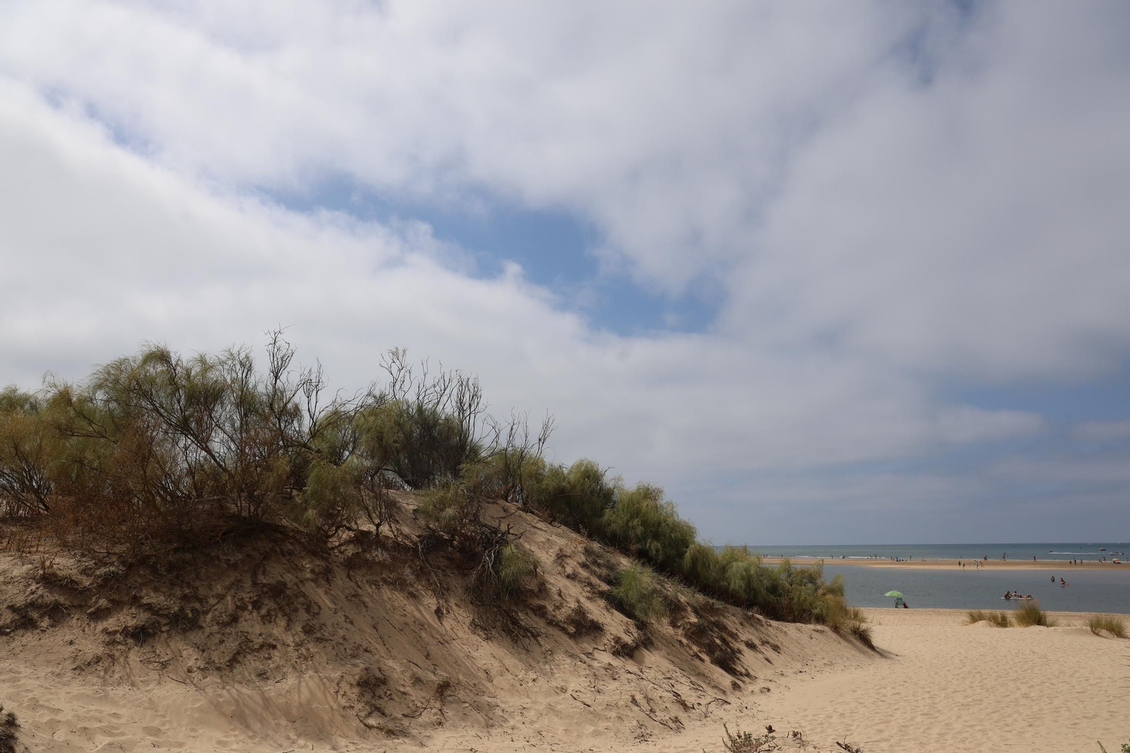Imágenes de la diversa vegetación de las Dunas del Portil