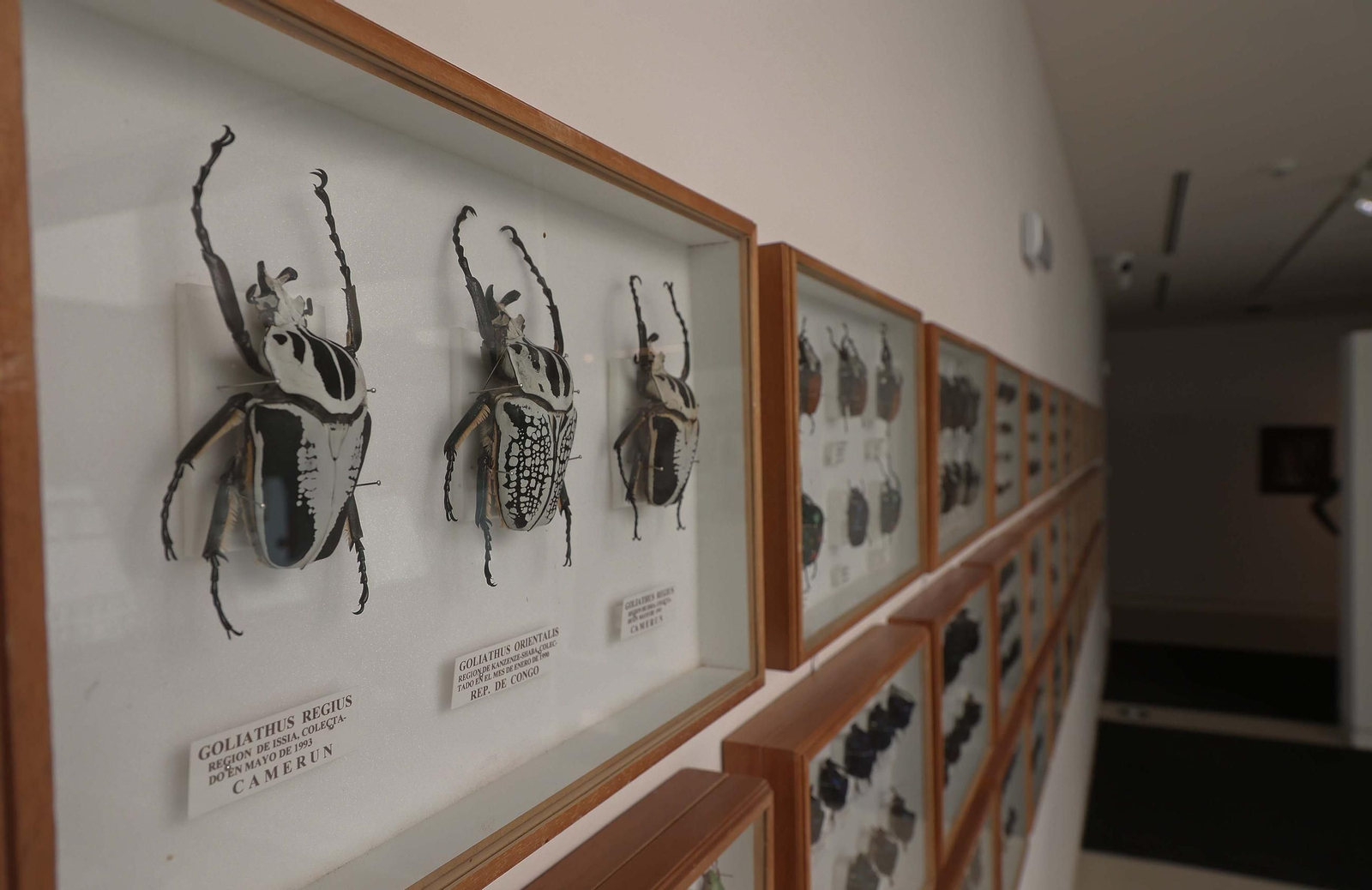 Fotos del Museo Cruz Herrera de La Línea