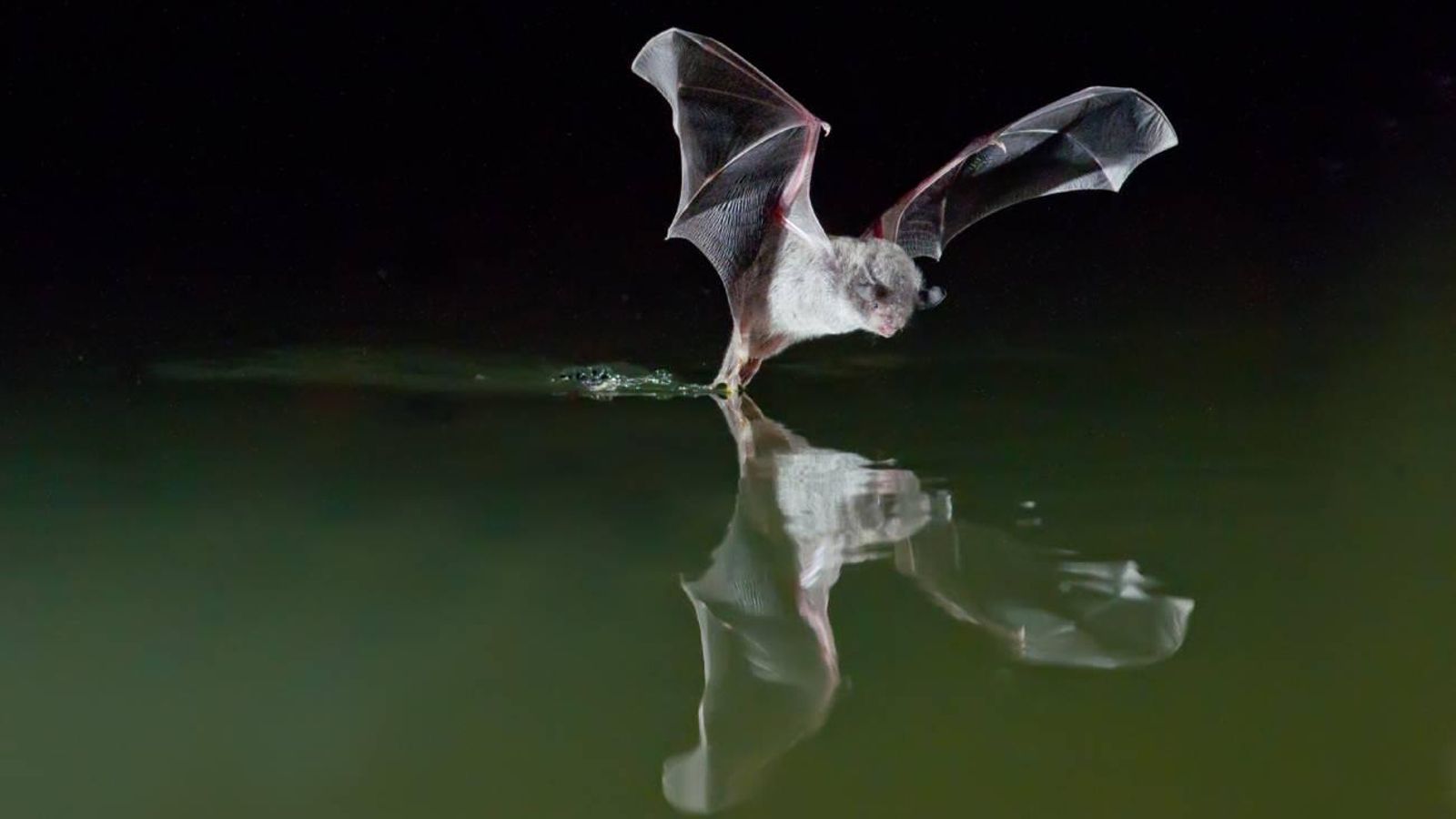 El murcielago patudo.