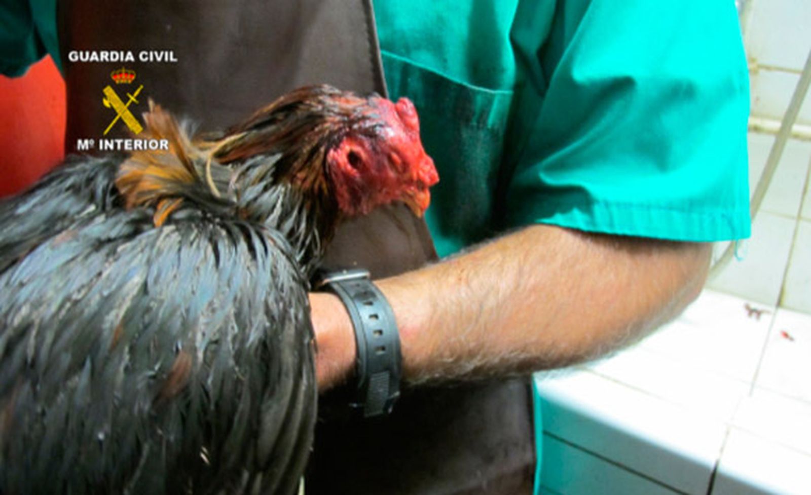 Nueve detenidos por maltrato animal en reñideros de gallos