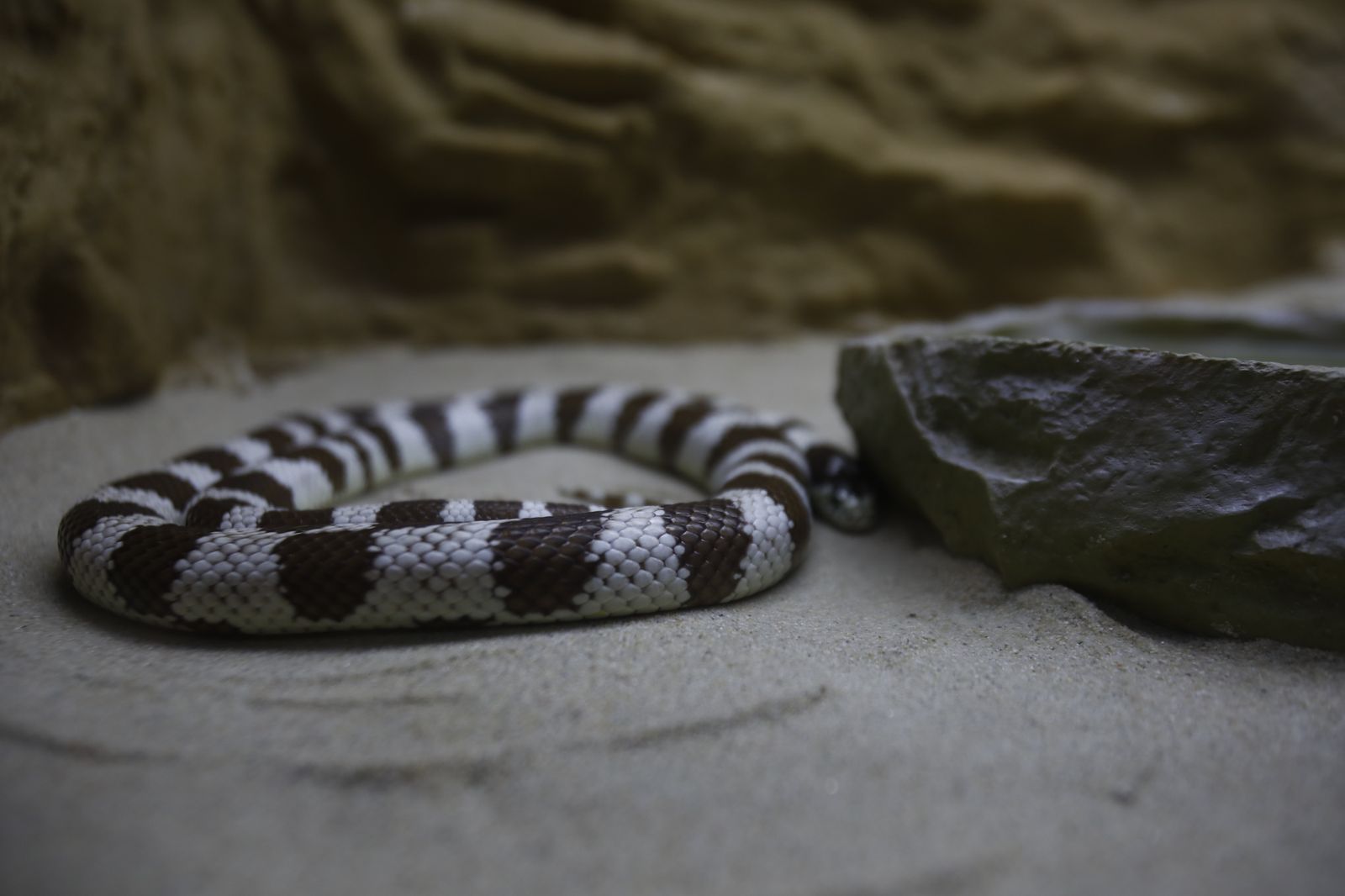 El nuevo reptilario del zoológico de Córdoba, en fotografías