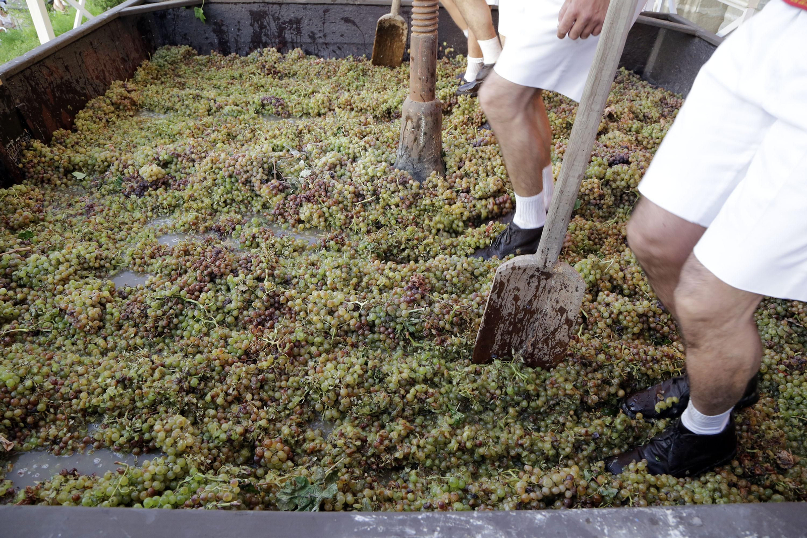 Un instante del acto de la Pisa de la Uva.