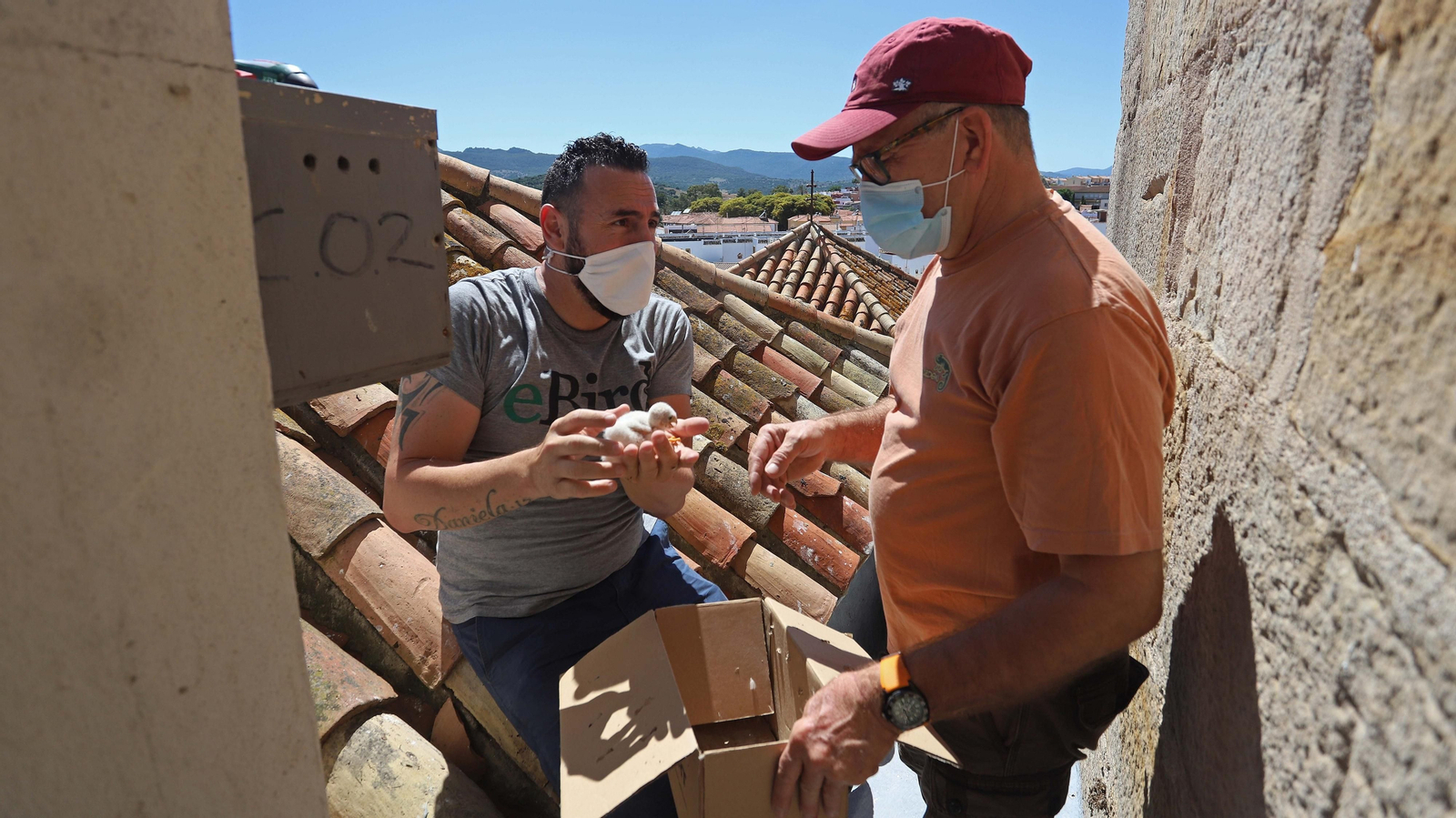 Anillamiento de cernícalos primilla del grupo Tumbabuey en Los Barrios