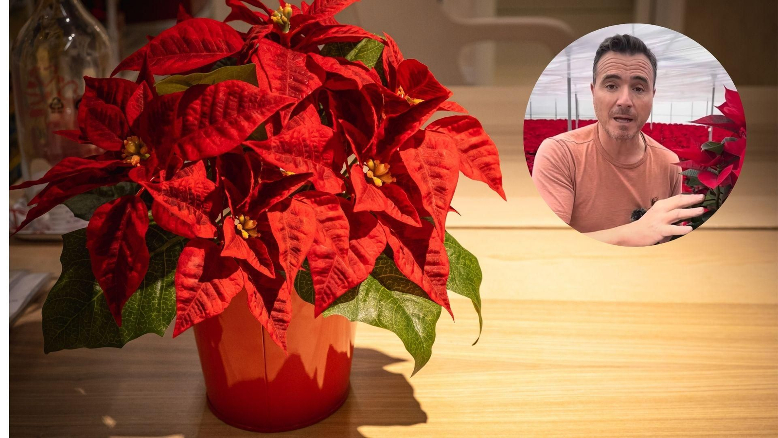 Los consejos de un jardinero para alargar la vida de la flor de Pascua