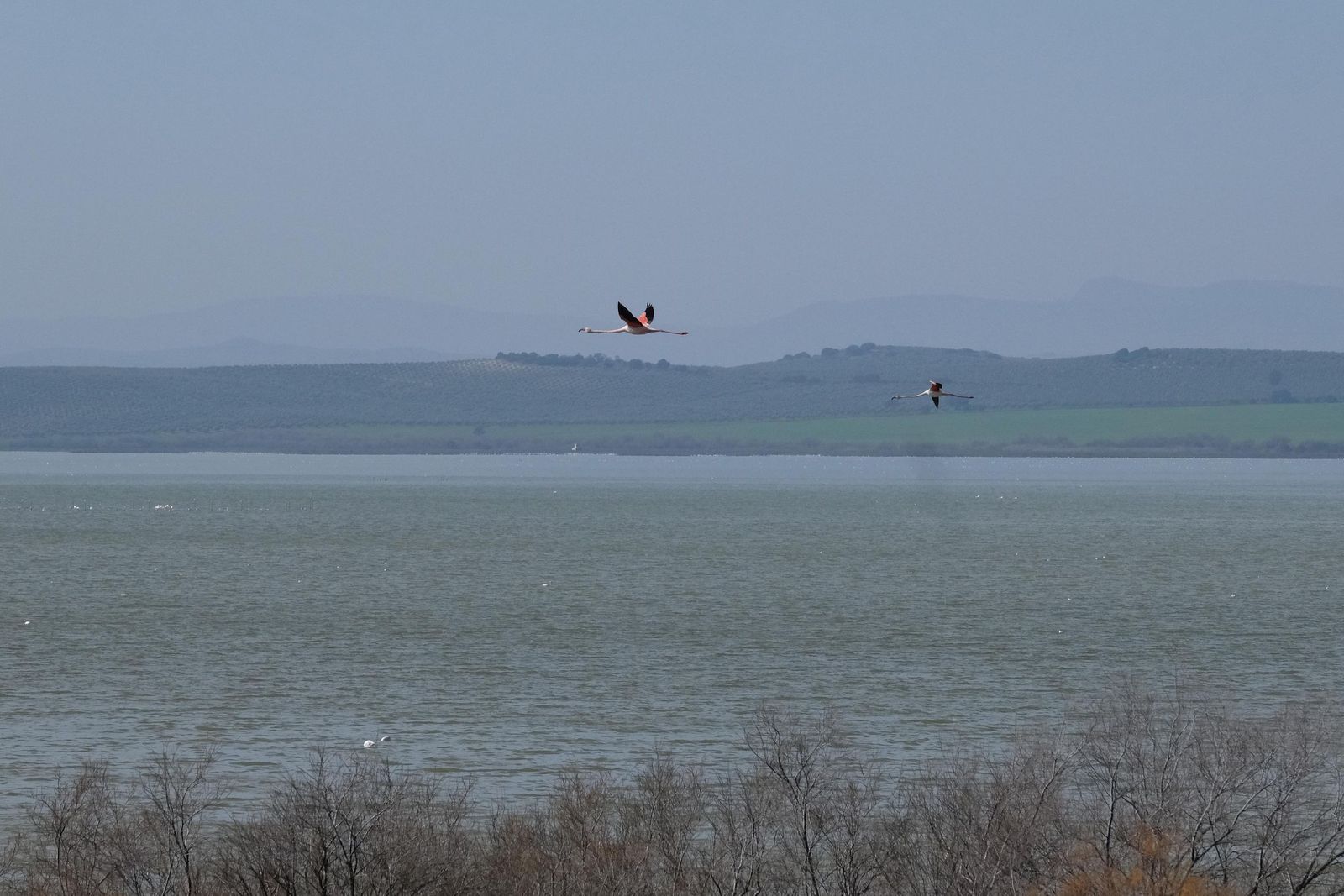 Las lluvias transforman el paisaje en el interior de Málaga, en imágenes
