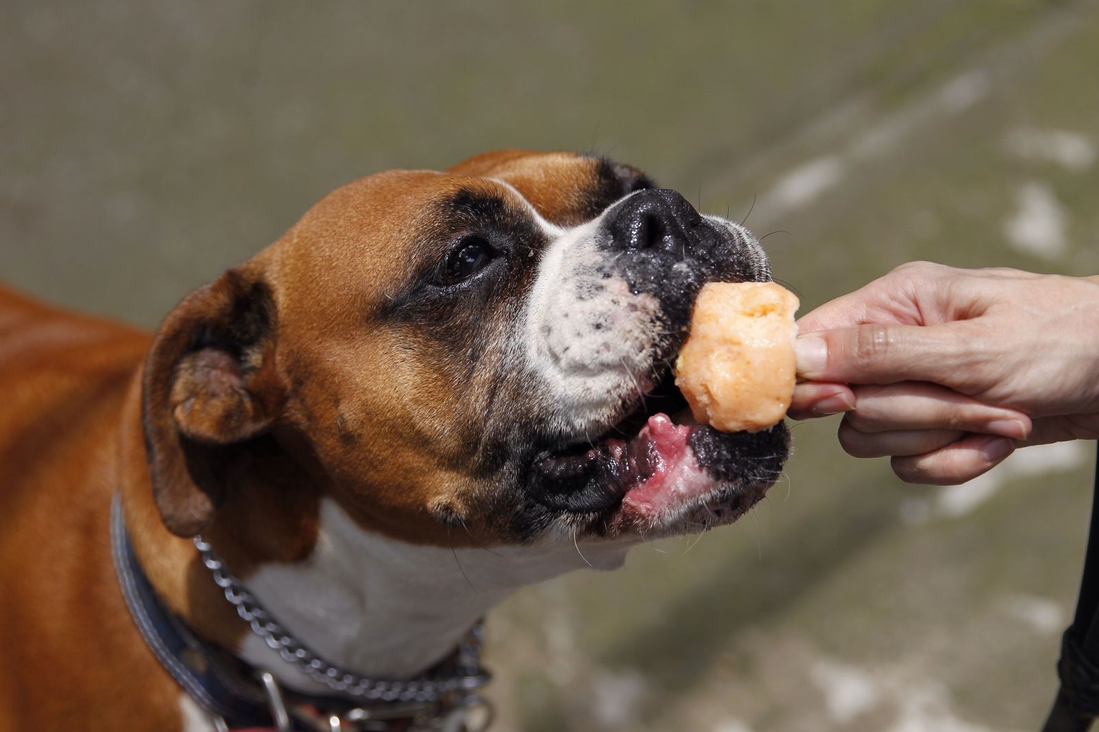 Imagen de archivo de un perro degustando un helado.