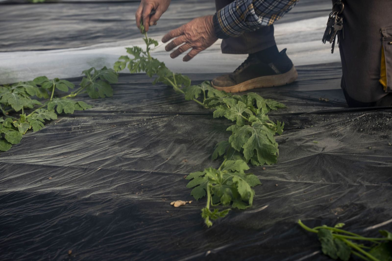 La primavera se planta en invierno entre sandías y tomates almerienses