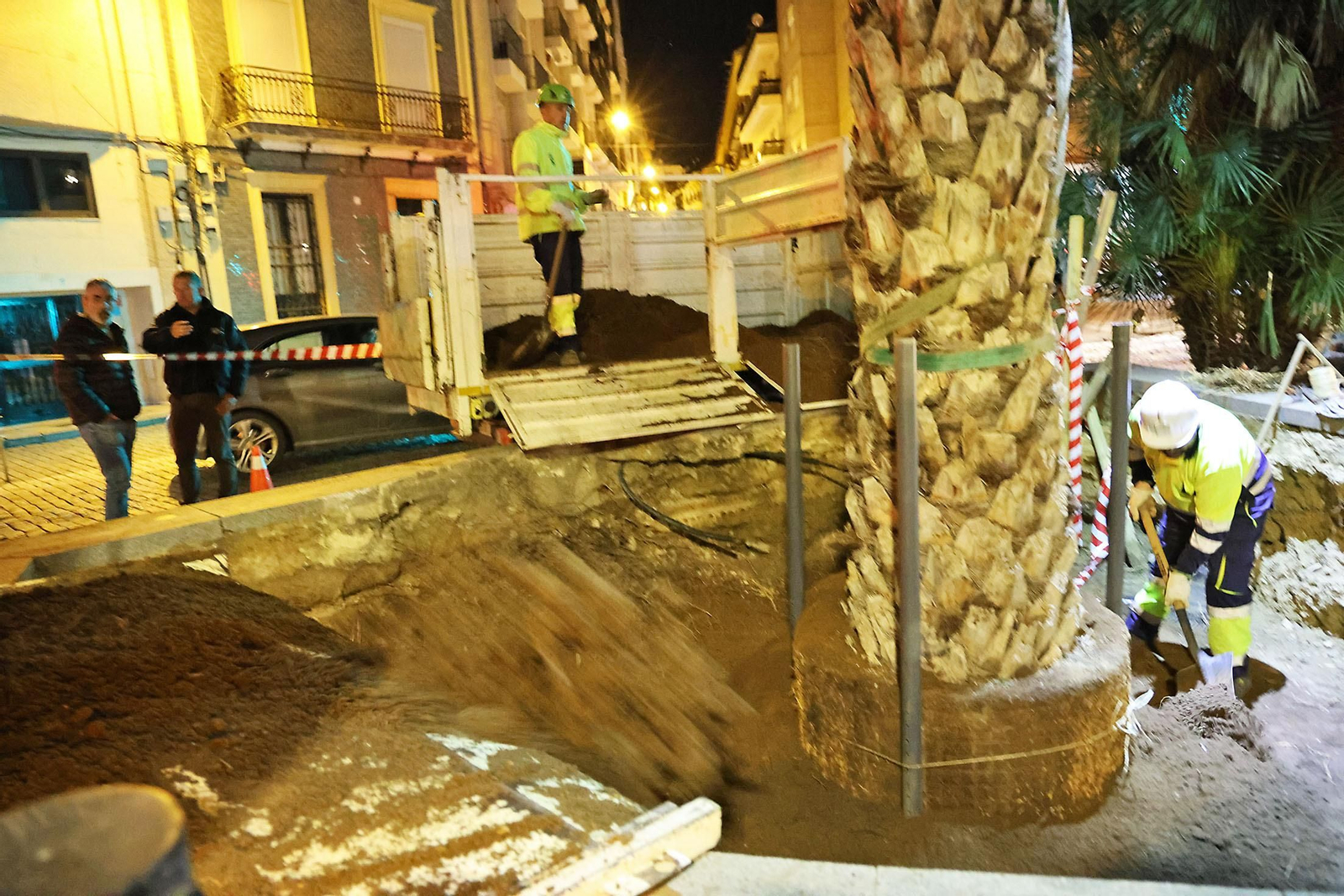 Las mejores imágenes de la plantación de la nueva palmera de Huelvaga