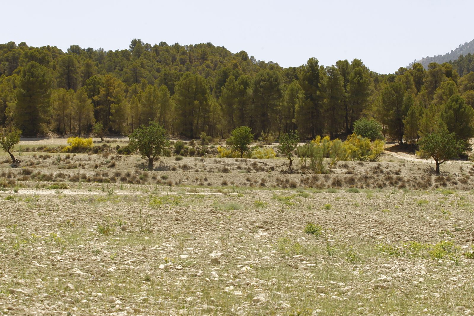 Imágenes de la sequía que golpea con dureza la producción de cereal en Los Vélez
