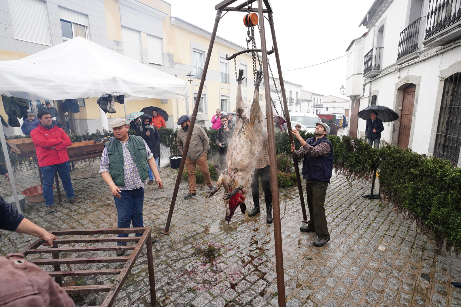 La Fiesta de la Matanza de Alcaracejos, en imágenes