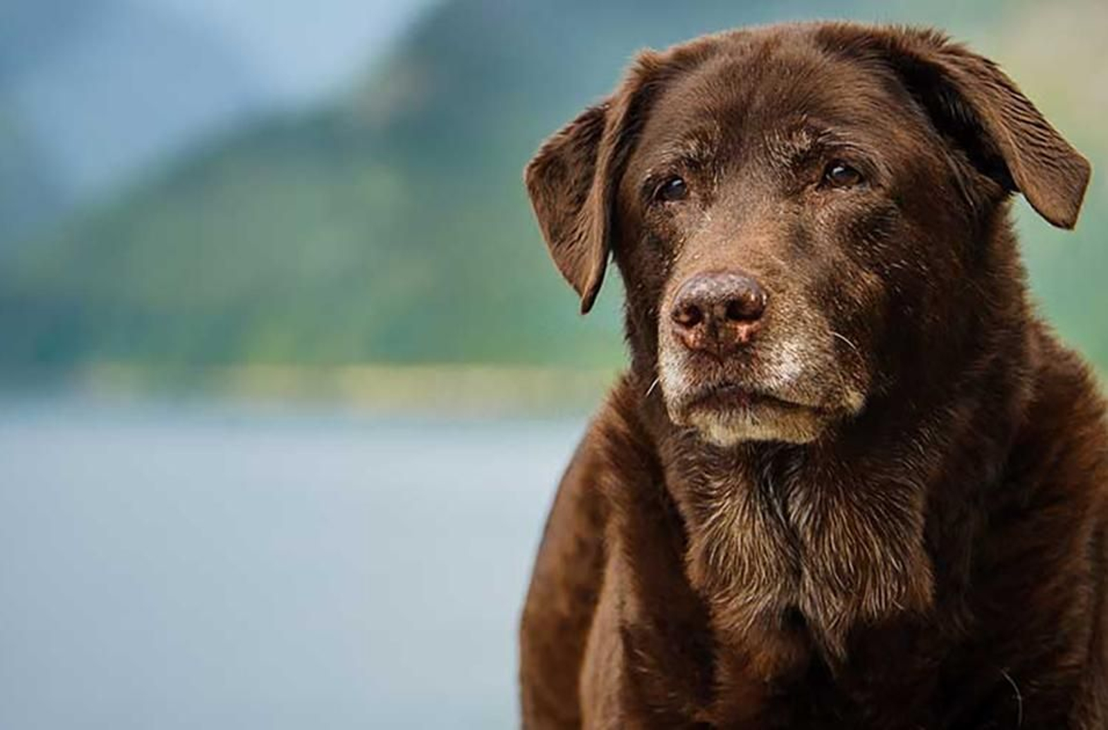 La ciencia afirma que los perros detectan a las personas poco confiables