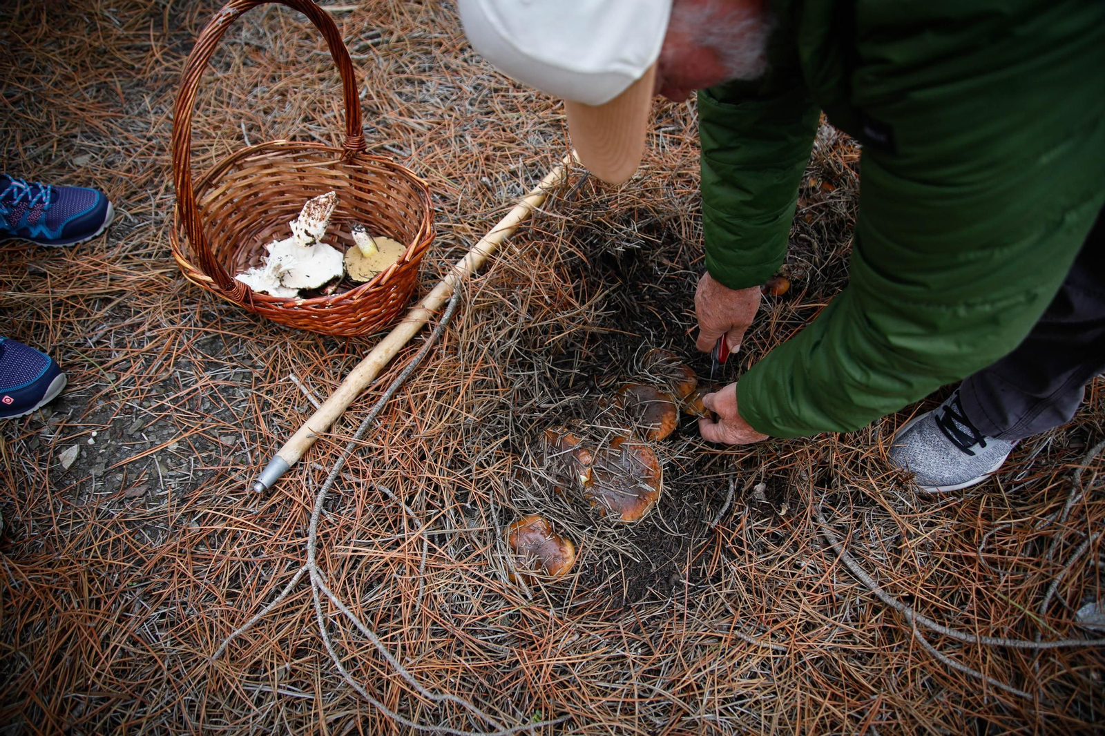 La ruta recolectora de setas en Abla por las XIX Jornadas Micológicas, en imágenes