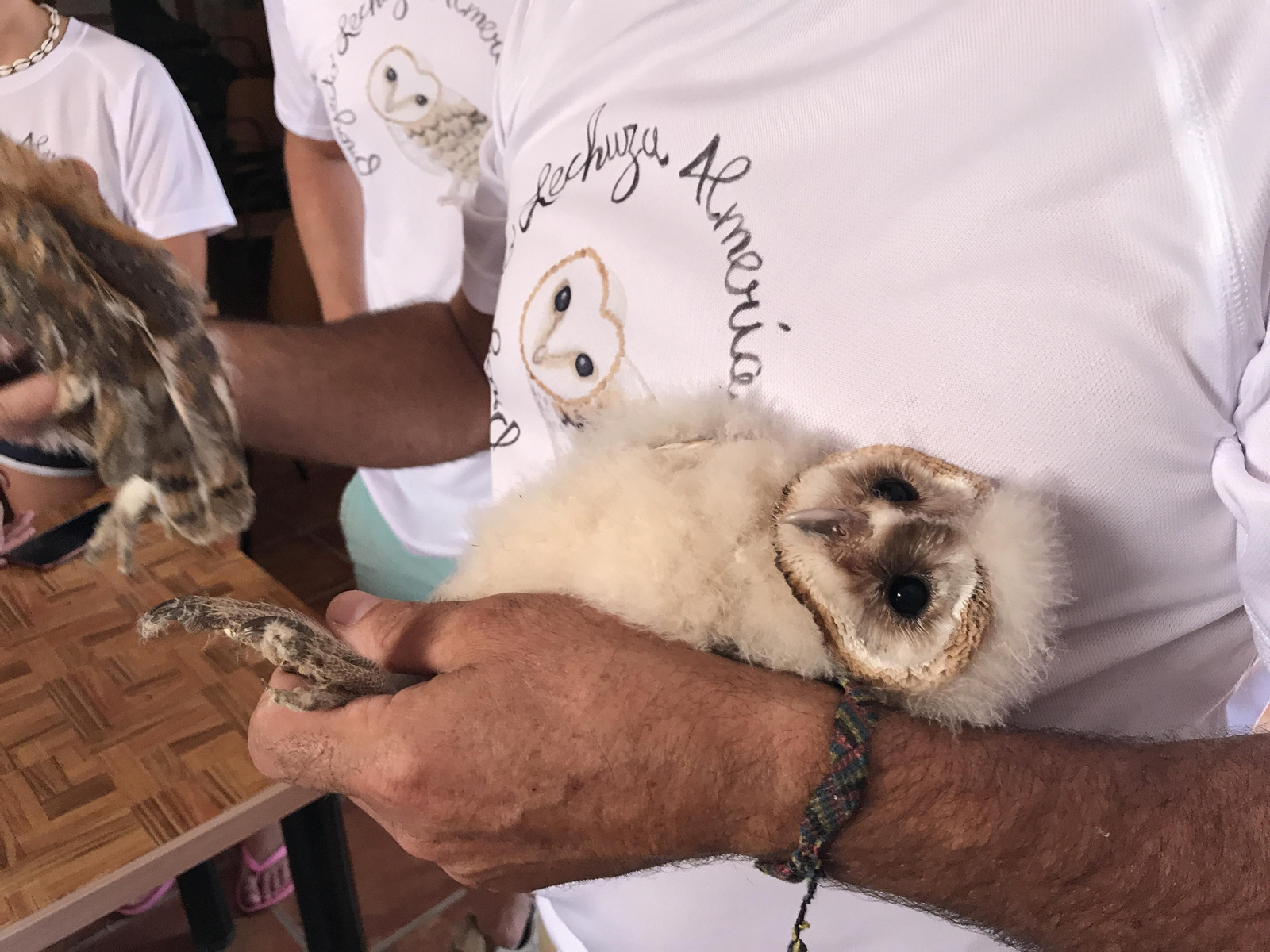 Fotogalería de las nuevas crías de lechuza en Rodalquilar