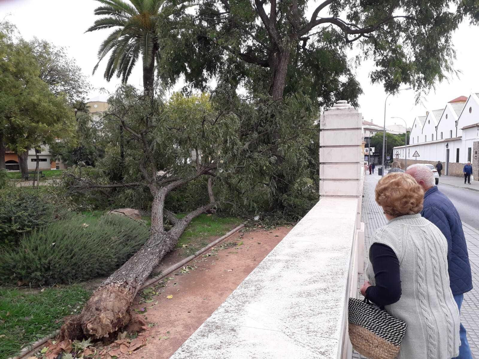 MONTILLA Las imágenes del paso de la borrasca Bernard por los pueblos de la provincia de Córdoba