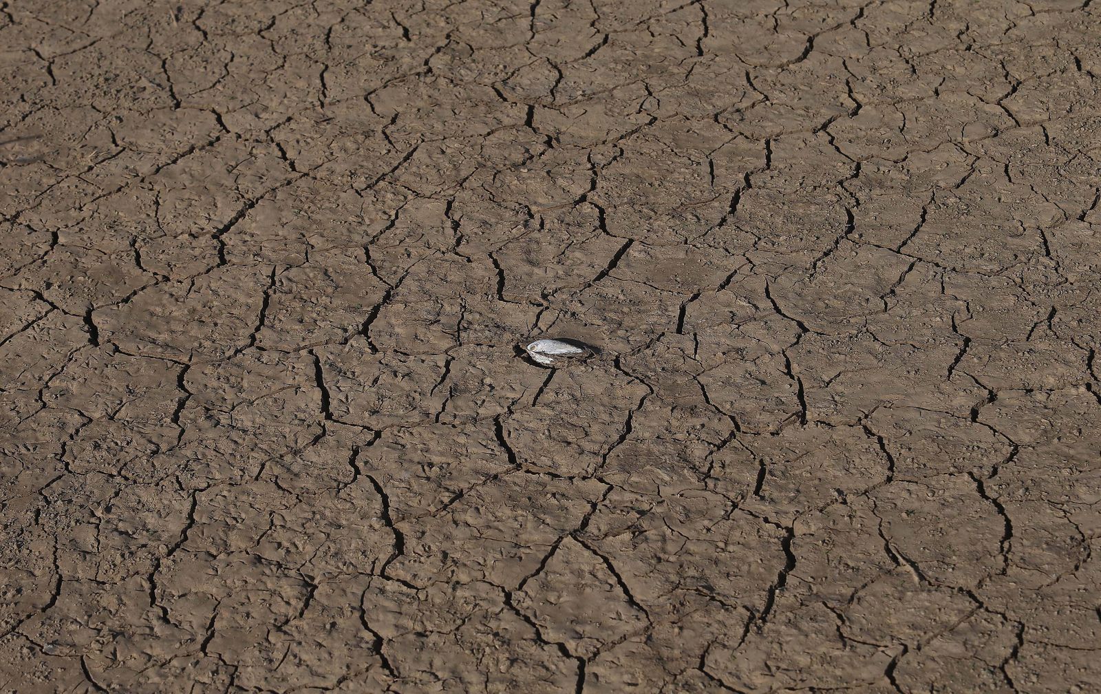 Imágenes del pantano de Charco Redondo en Los Barrios